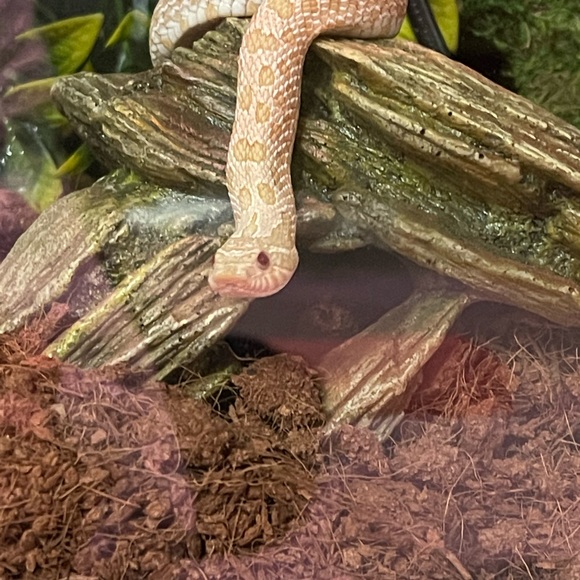 Meet your Posher, Lily - Picture 10 of 15